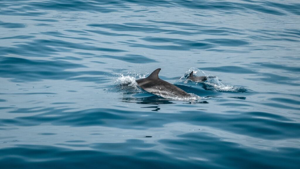 Delfines